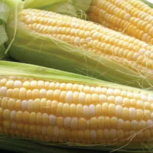 Sweet corn
