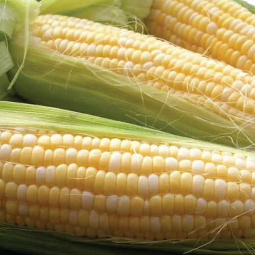 Sweet Corn