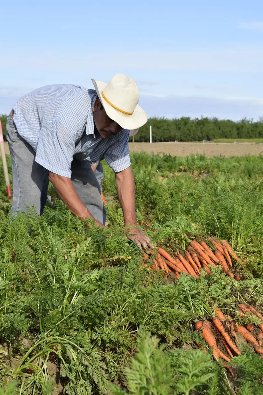 ploughing carrot