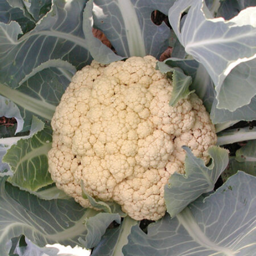 Cauliflower