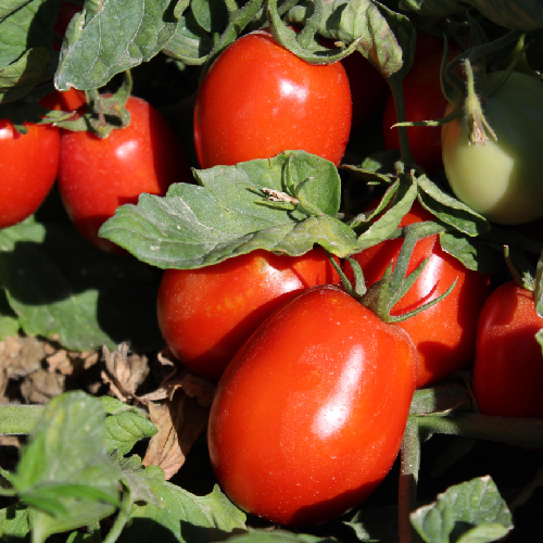 Tomato