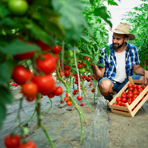 tomato ploughing