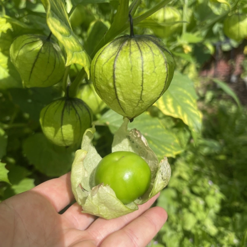 Tomatillo