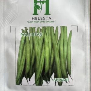 Pole Bean (Shivani)