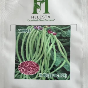 Cowpea (H-06 Selection)
