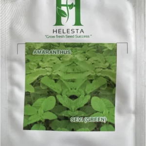 Amaranthus (Sevi-Green)