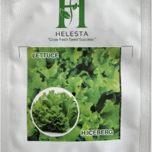Lettuce (H Iceberg)